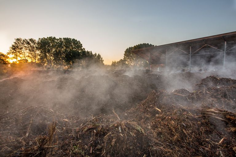 Kreislaufwirtschaft: Aus den Garten- und Küchenabfällen der Menschen im Kreis Bergstraße erzeugen wir grünen Strom, Wärme und hochwertigen Kompost, der als ökologischer Dünger auf die Felder und so zurück in die natürlichen Bahnen gelangt. Dampfende Komposthaufen in der Morgensonne auf dem Gelände der Grünschnittaufbereitung