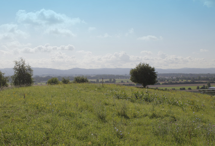 Der Bau einer Deponie stellt unweigerlich einen Eingriff in Natur und Landschaft dar. Um diesen "auszugleichen", haben wir neue Flächen erworben und durch sogenannte Rekultivierung ökologisch aufgewertet. Blick von der ehemaligen Kreismülldeponie ins hessische Ried, im Vordergrund ein Baum, im Hintergrund die Bergstraße